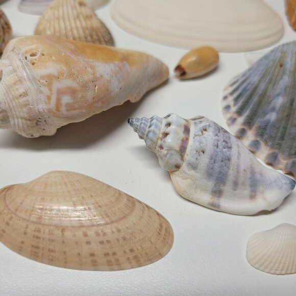 Seashell Nautical Decor Lot Mixed Sizes Blue Brown Half Clam 25 Pieces - Picture 4 of 13